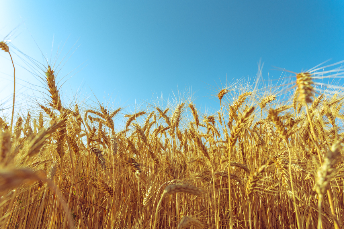 golden-wheat-field-sunny-day