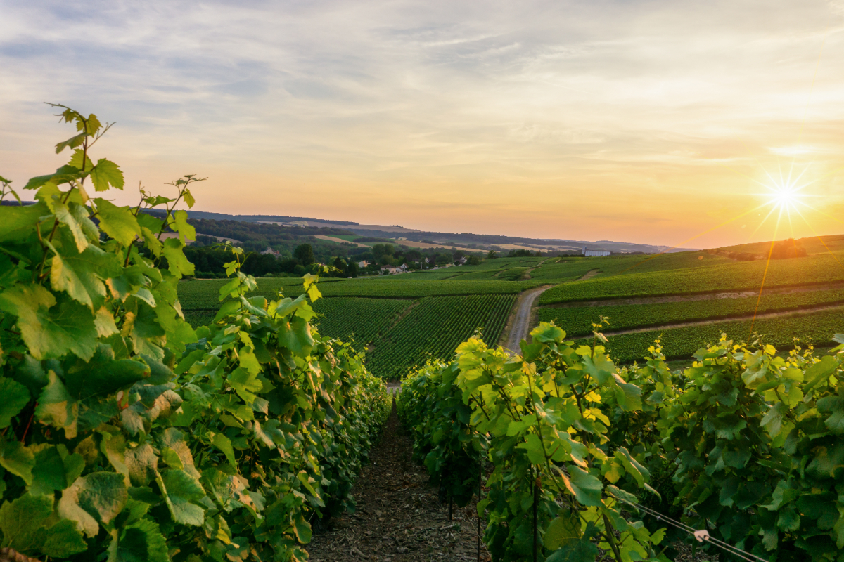 Vignes