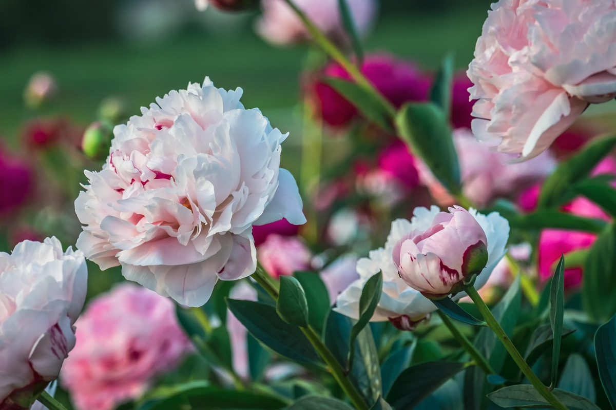 peony-5069447_1280